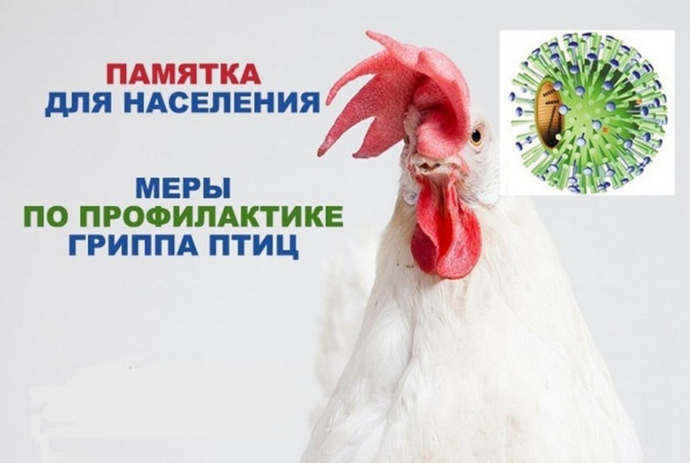 «МЕРОПРИЯТИЯ ПО ПРОФИЛАКТИКЕ ГРИППА ПТИЦ». «МЕРОПРИЯТИЯ ПО ПРОФИЛАКТИКЕ ГРИППА ПТИЦ».